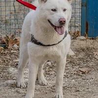 Japanese Akitainu, picture 4 of 7