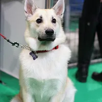 Norwegian Buhund, picture 10 of 10