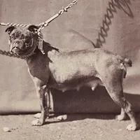 Bulldog