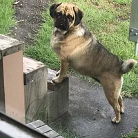 Pug, picture 7 of 8