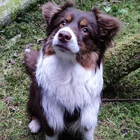 Miniature American Shepherd, picture 3 of 10