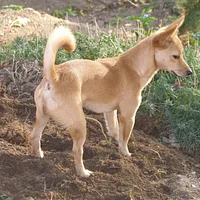 Portuguese Podengo, picture 2 of 9