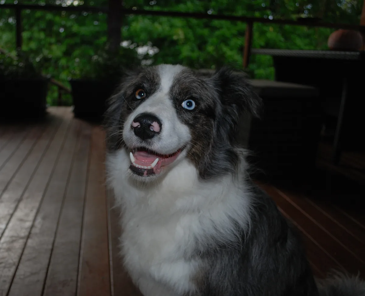 Collie