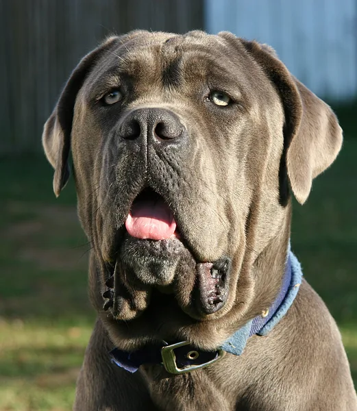 A Neapolitan Mastiff