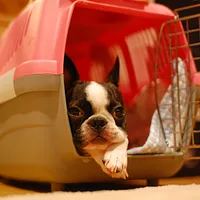 Boston Terrier