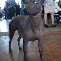 Xoloitzcuintli, picture 6 of 6