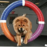 Chow Chow