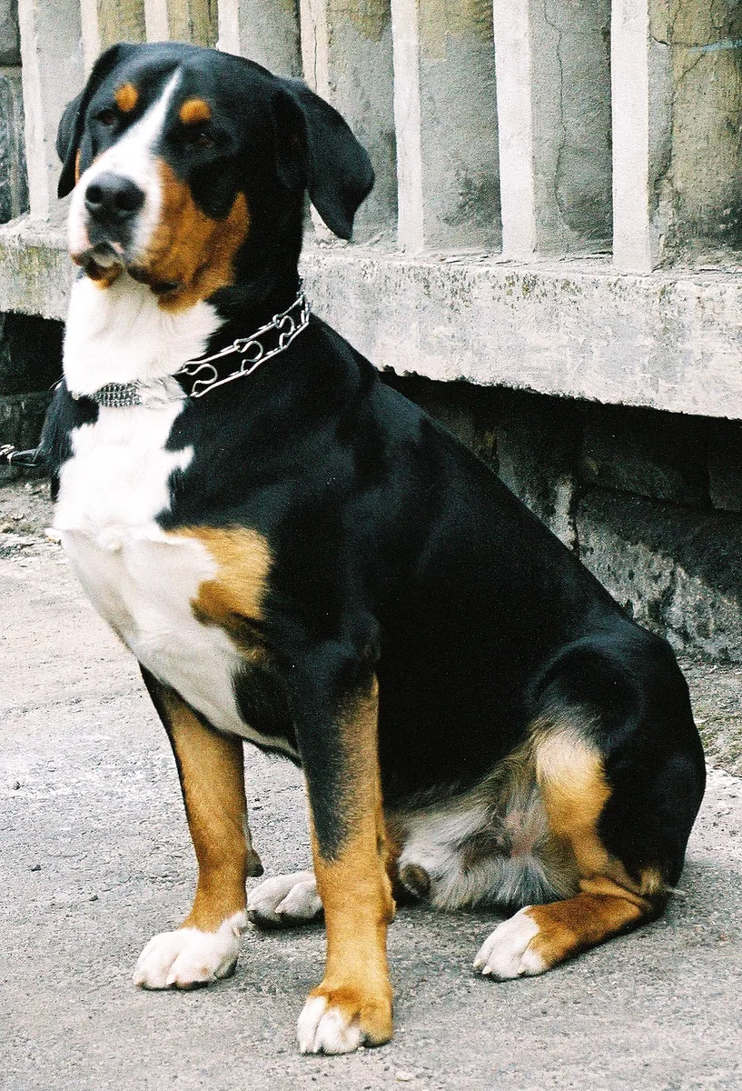 Greater Swiss Mountain Dog dog, photographed by No machine-readable author provided. Pleple2000 assumed (based on copyright claims).