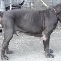 Neapolitan Mastiff