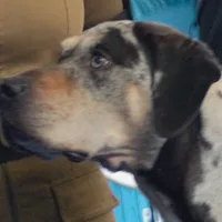 American Leopard Hound
