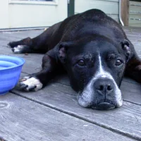 Staffordshire Bull Terrier