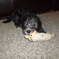 Bedlington Terrier