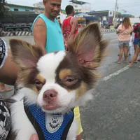 Chihuahua
