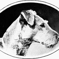 Airedale Terrier