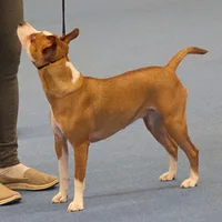 Rat Terrier, picture 7 of 10