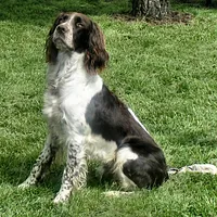 French Spaniel, picture 1 of 9