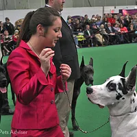 Great Dane