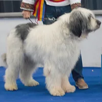 Romanian Mioritic Shepherd Dog, picture 8 of 8