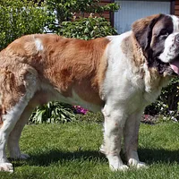 A Saint Bernard dog