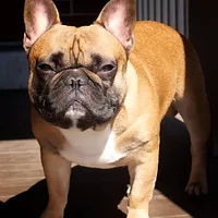 French Bulldog, picture 2 of 6