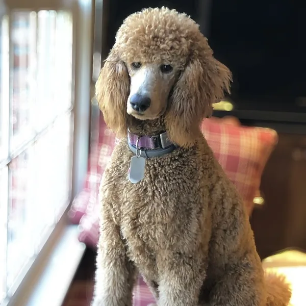 A Poodle (Standard)