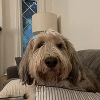 Grand Basset Griffon Vendéen