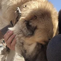 Caucasian Shepherd Dog