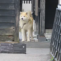 Akita