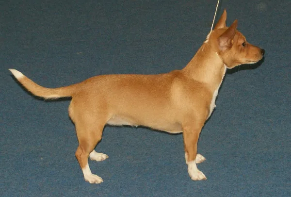 A Portuguese Podengo Pequeno