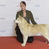 Siberian Husky, picture 4 of 4