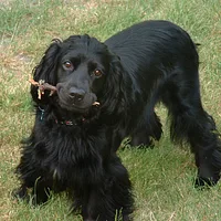 English Cocker Spaniel