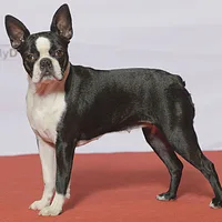 Boston Terrier