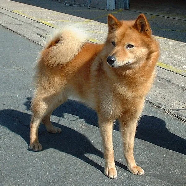Finnish Spitz dog, photographed by an unknown author