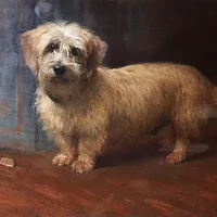 Dandie Dinmont Terrier