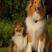 Shetland Sheepdog, picture 10 of 10