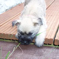 Cairn Terrier