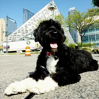 Portuguese Water Dog, picture 3 of 7