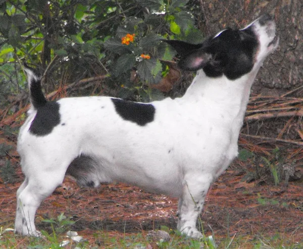 A Teddy Roosevelt Terrier