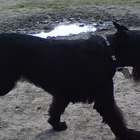 Standard Schnauzer, picture 7 of 7