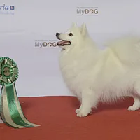 Japanese Spitz, picture 7 of 9