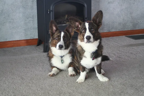 Cardigan Welsh Corgi