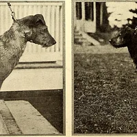 Irish Terrier