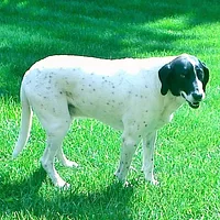 American Foxhound