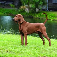 Redbone Coonhound, picture 2 of 10