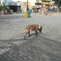 Belgian Sheepdog