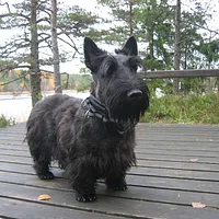 Scottish Terrier, picture 2 of 5