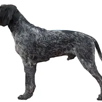 German Wirehaired Pointer, picture 2 of 9