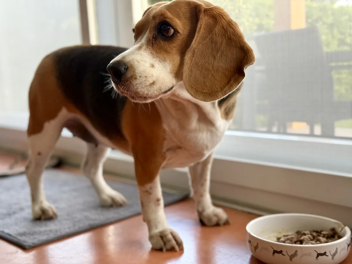 Beagle