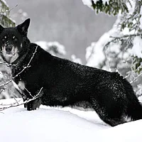 Lapponian Herder, picture 1 of 10