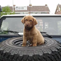 Chesapeake Bay Retriever